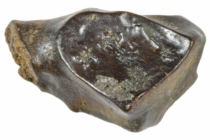 Fossil Triceratops Shed Tooth - Wyoming #364323